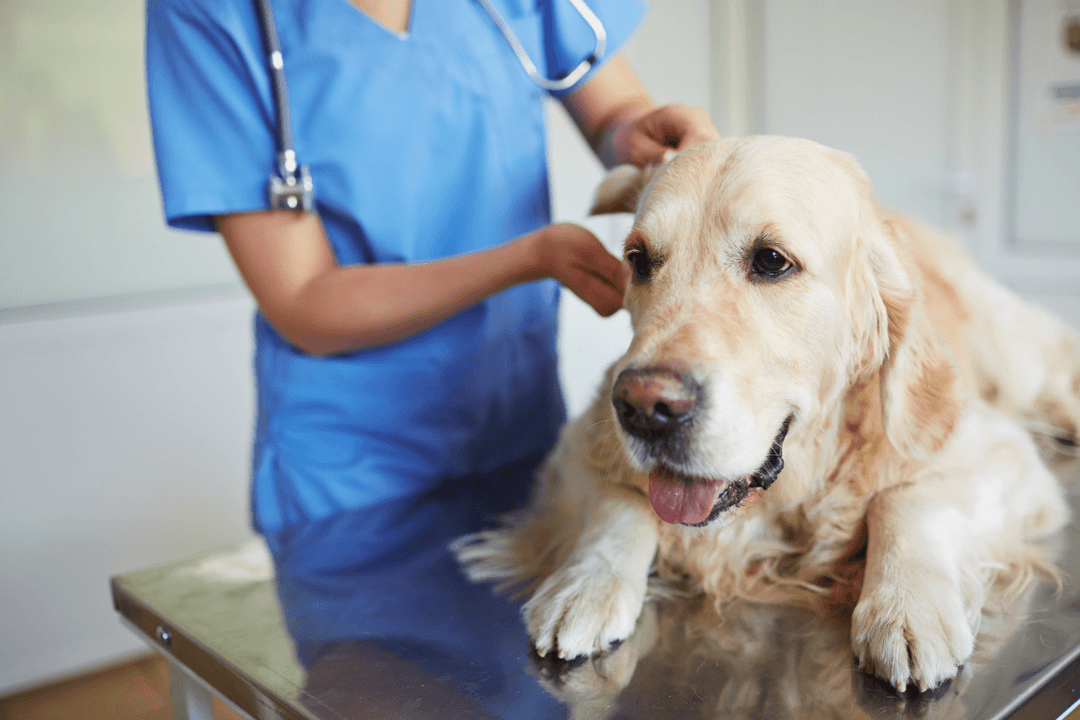 Dog Dermatitis Treatments and Everything You Should Know About It